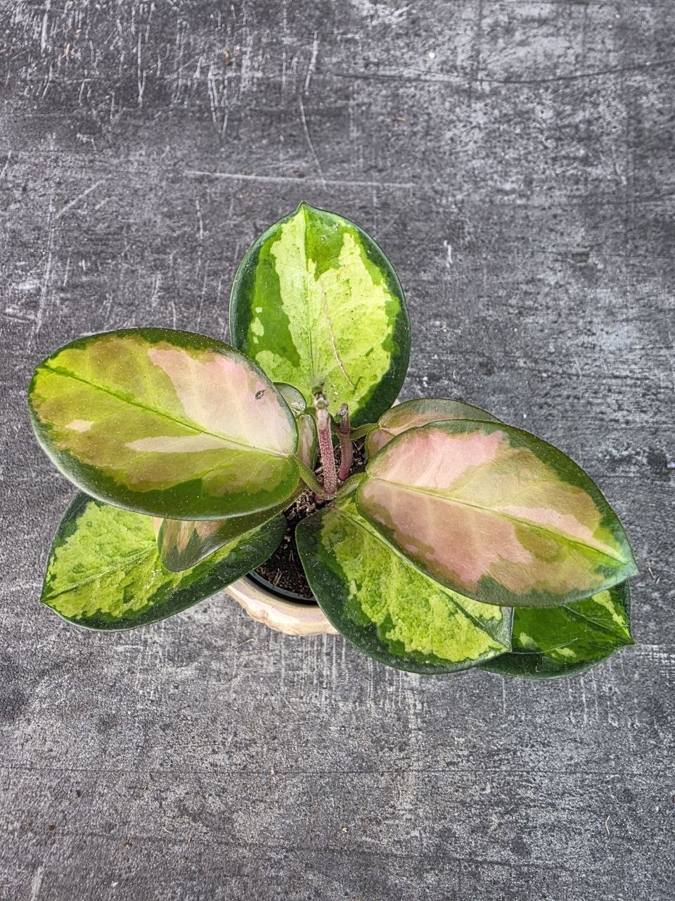 Hoya Australis Trikolor mini
