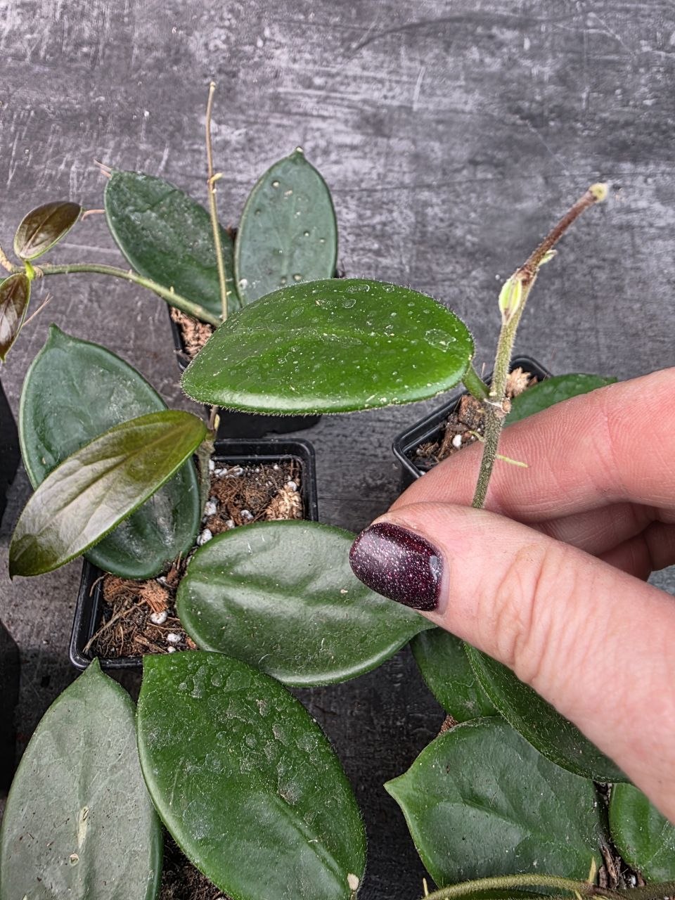 Pěstírna KYTKYshop Hoya Vangviengiensis