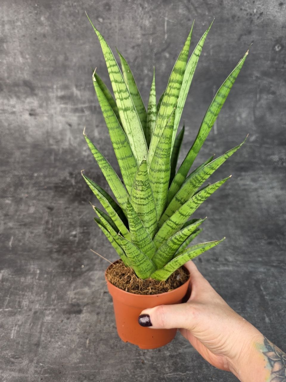 Sansevieria Tough Lady 10,5 cm