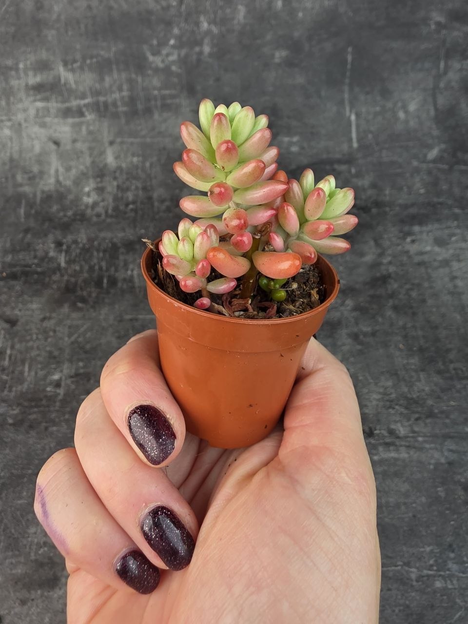 Sedum Rubrotinctum Aurora mini
