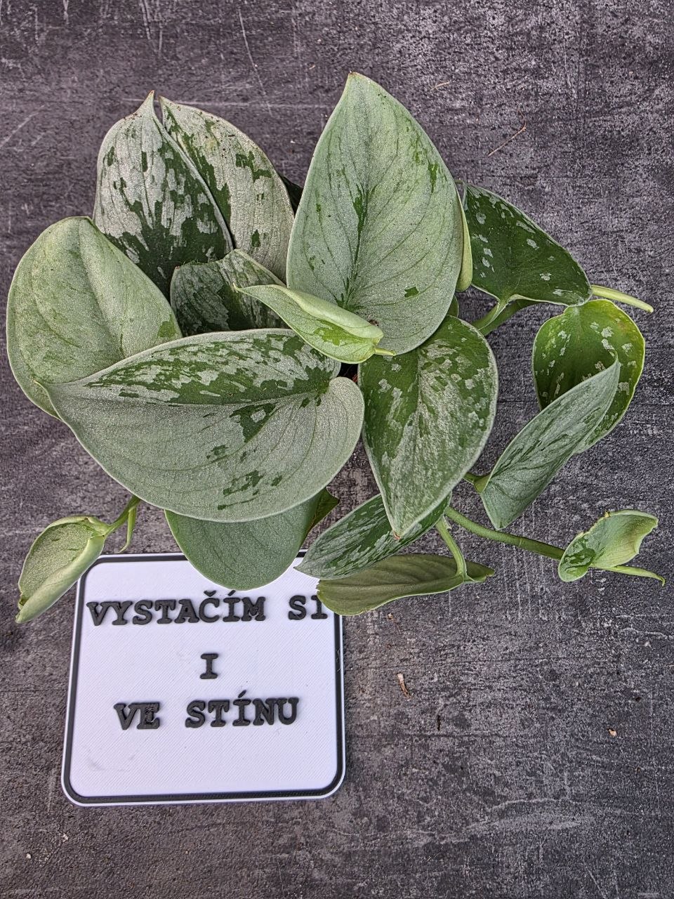 Scindapsus Pictus Silvery Ann 8 cm