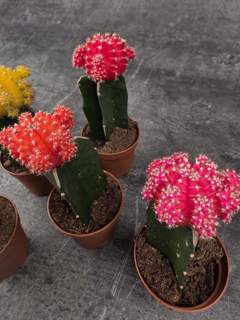 Kaktus Gymnocalycium