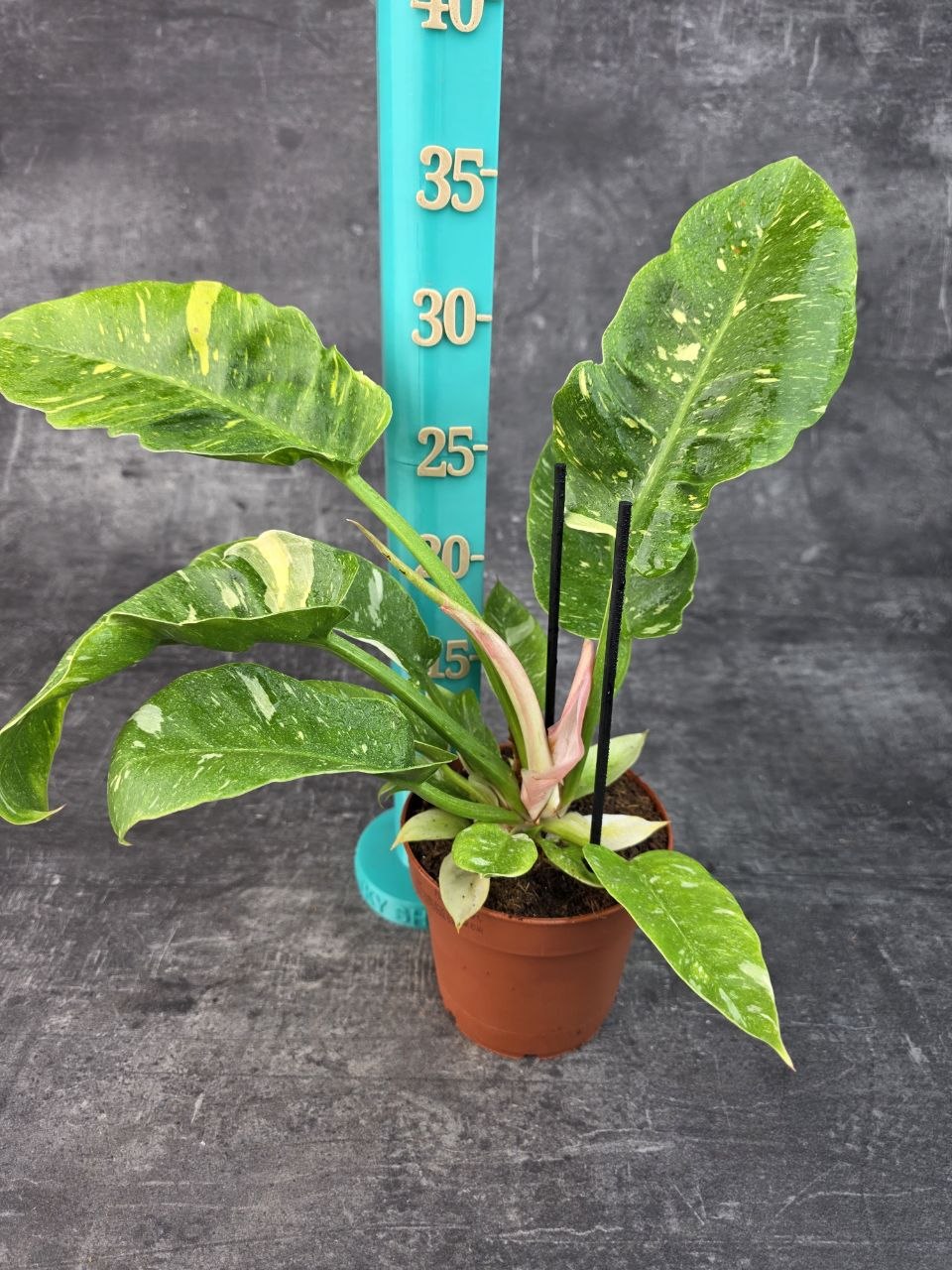 Philodendron Ring Of Fire 12 cm