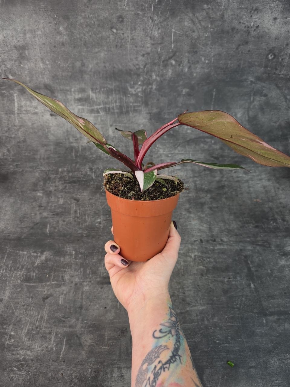 Philodendron Pink Princess 12 cm