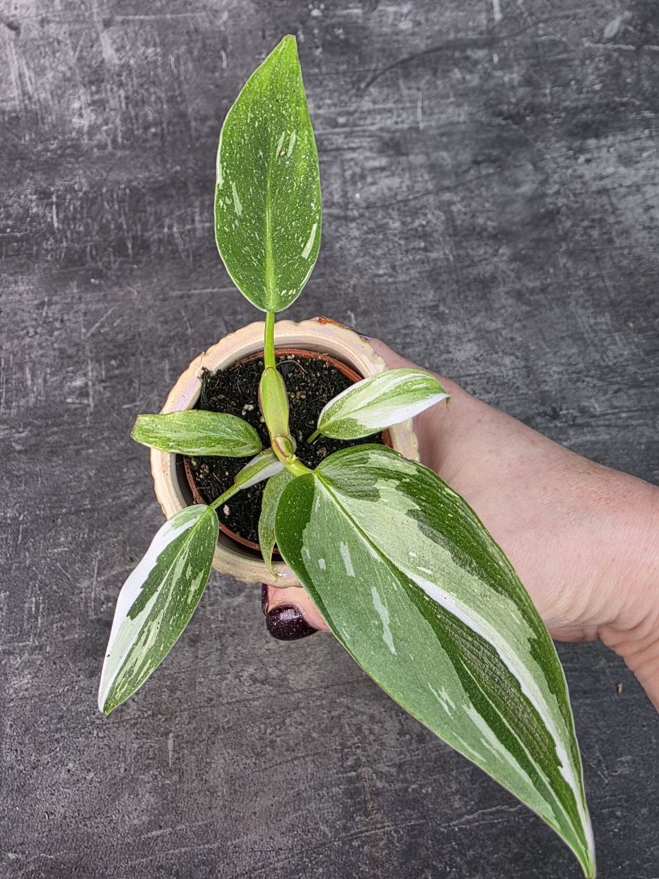 Philodendron White Princess mini