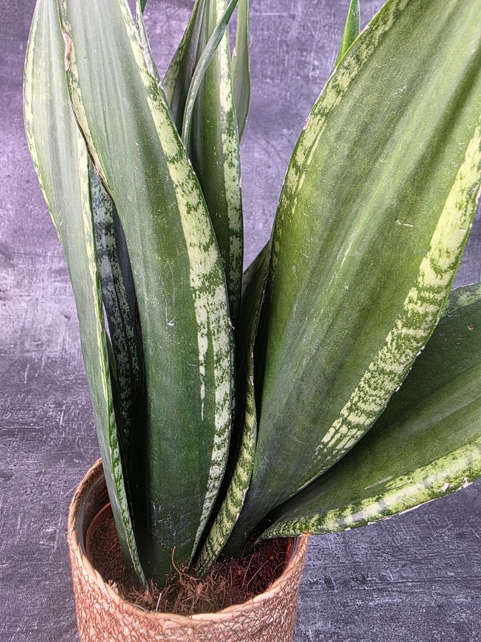 Sansevieria Zeylanica 17 cm