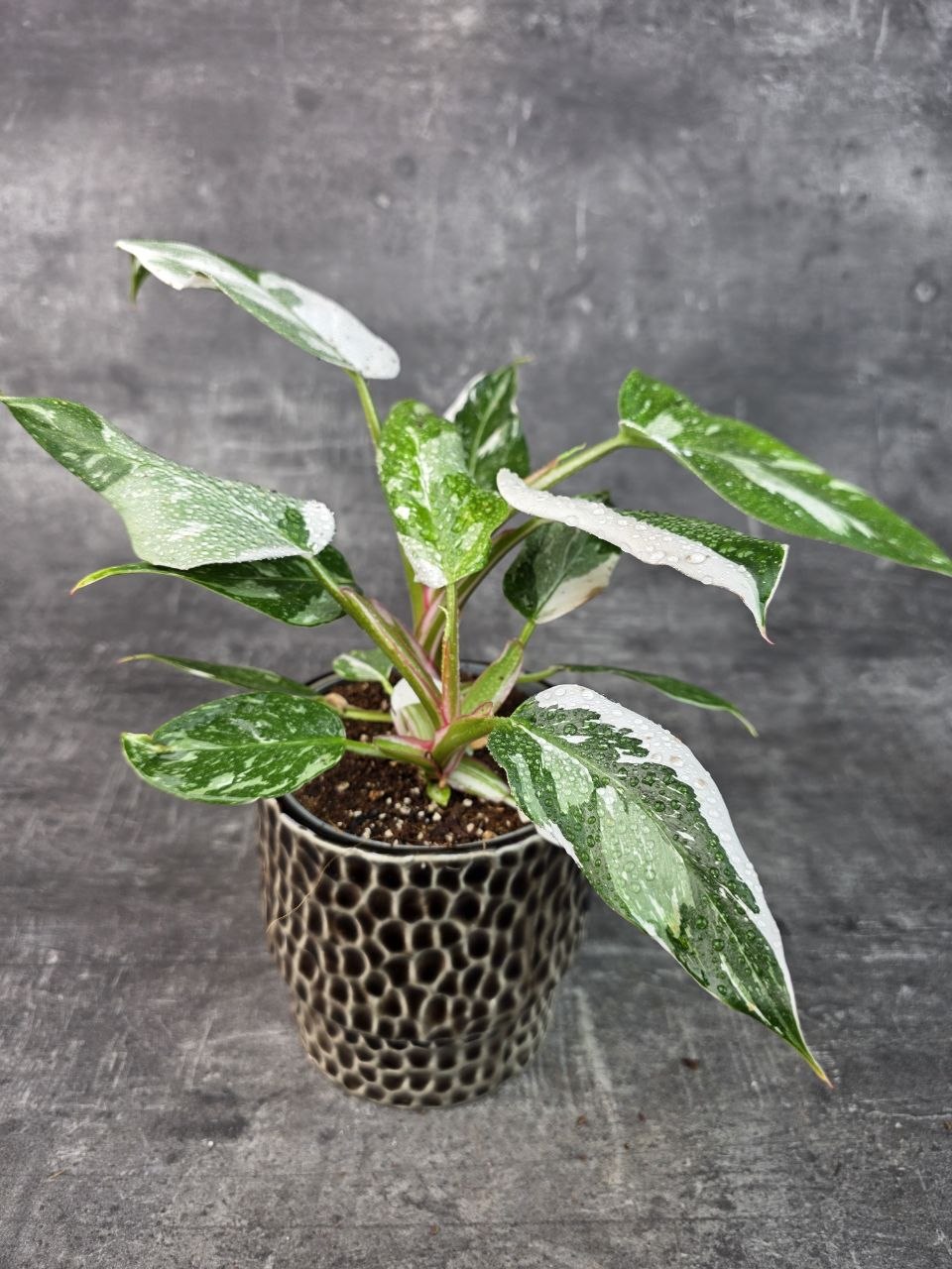 Philodendron White Princess 12 cm