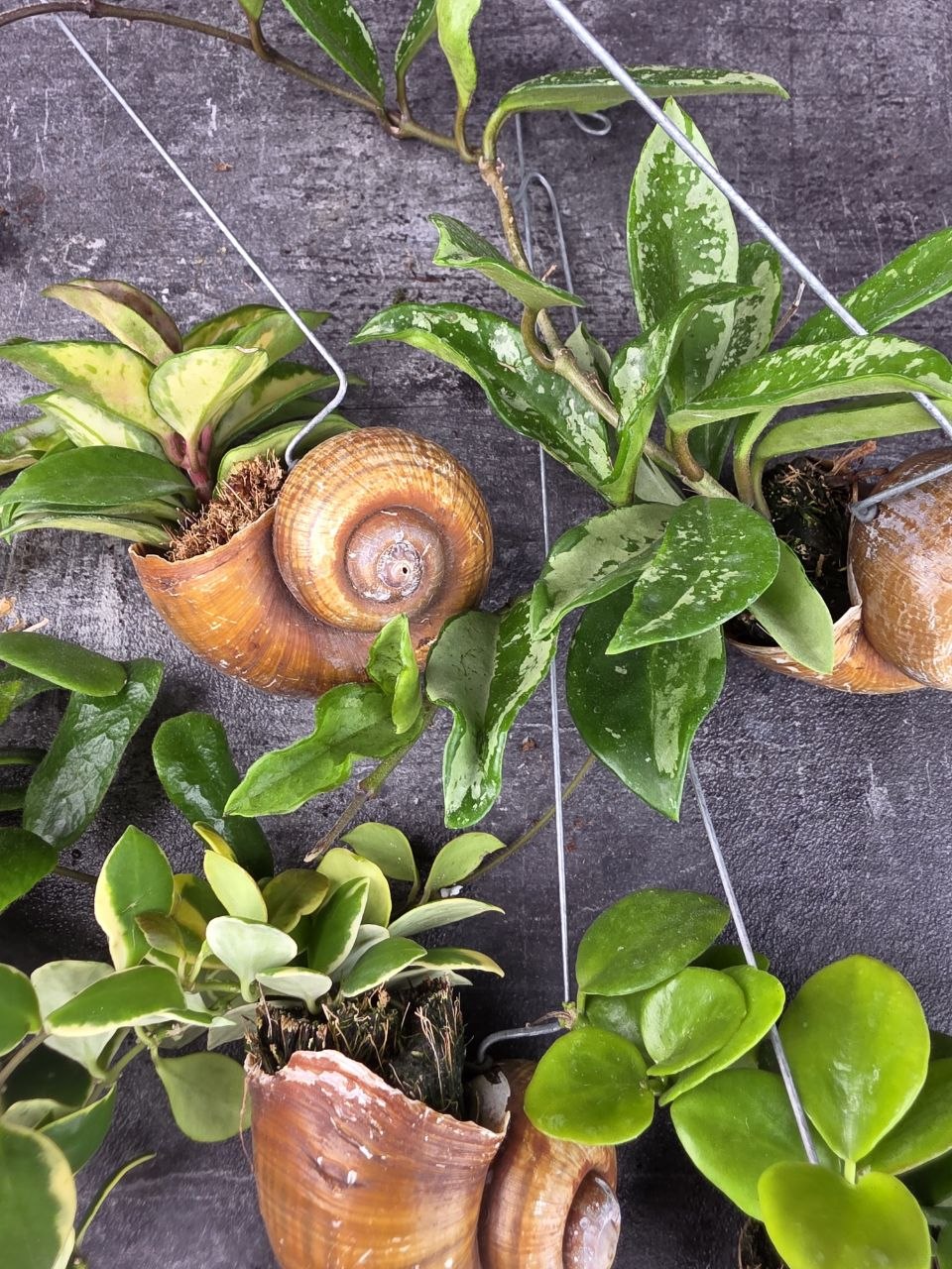 Hoya ve šněčí ulitě možnost vlastního výběru