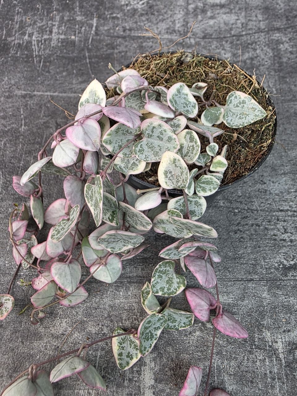 Ceropegia Woodii variegata 8 cm