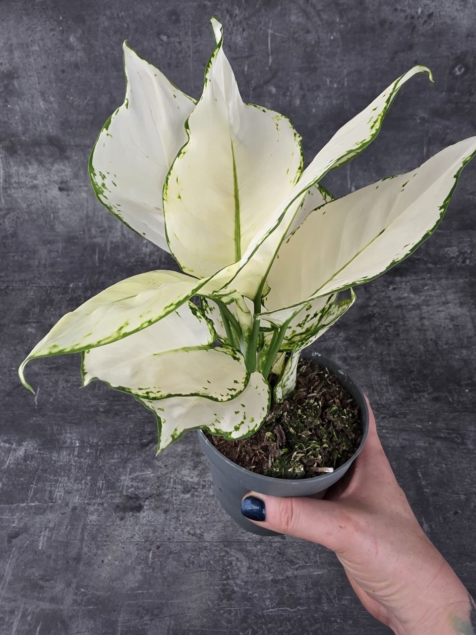 Aglaonema White Joy 12 cm