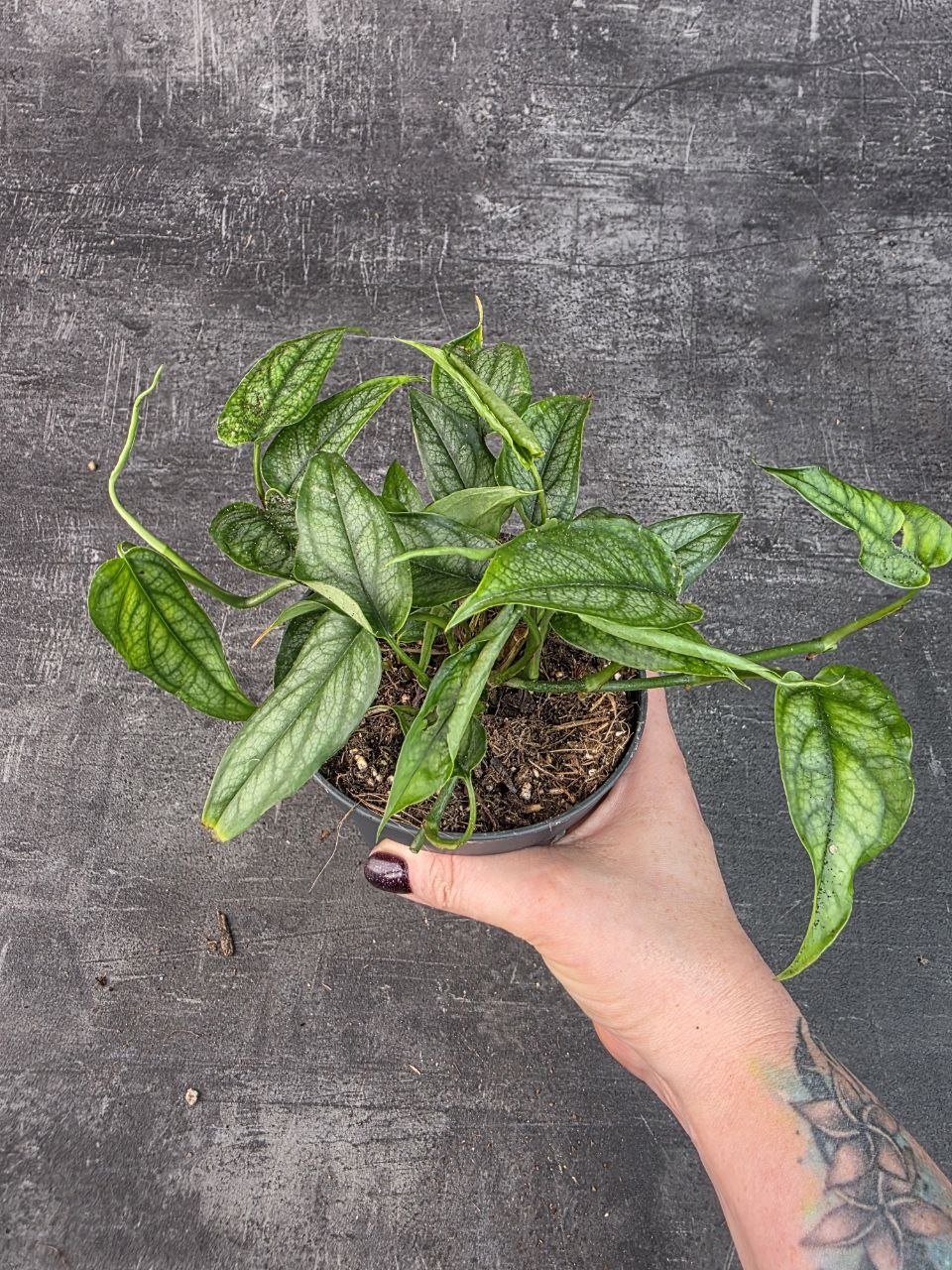 Monstera Siltepecana 12 cm