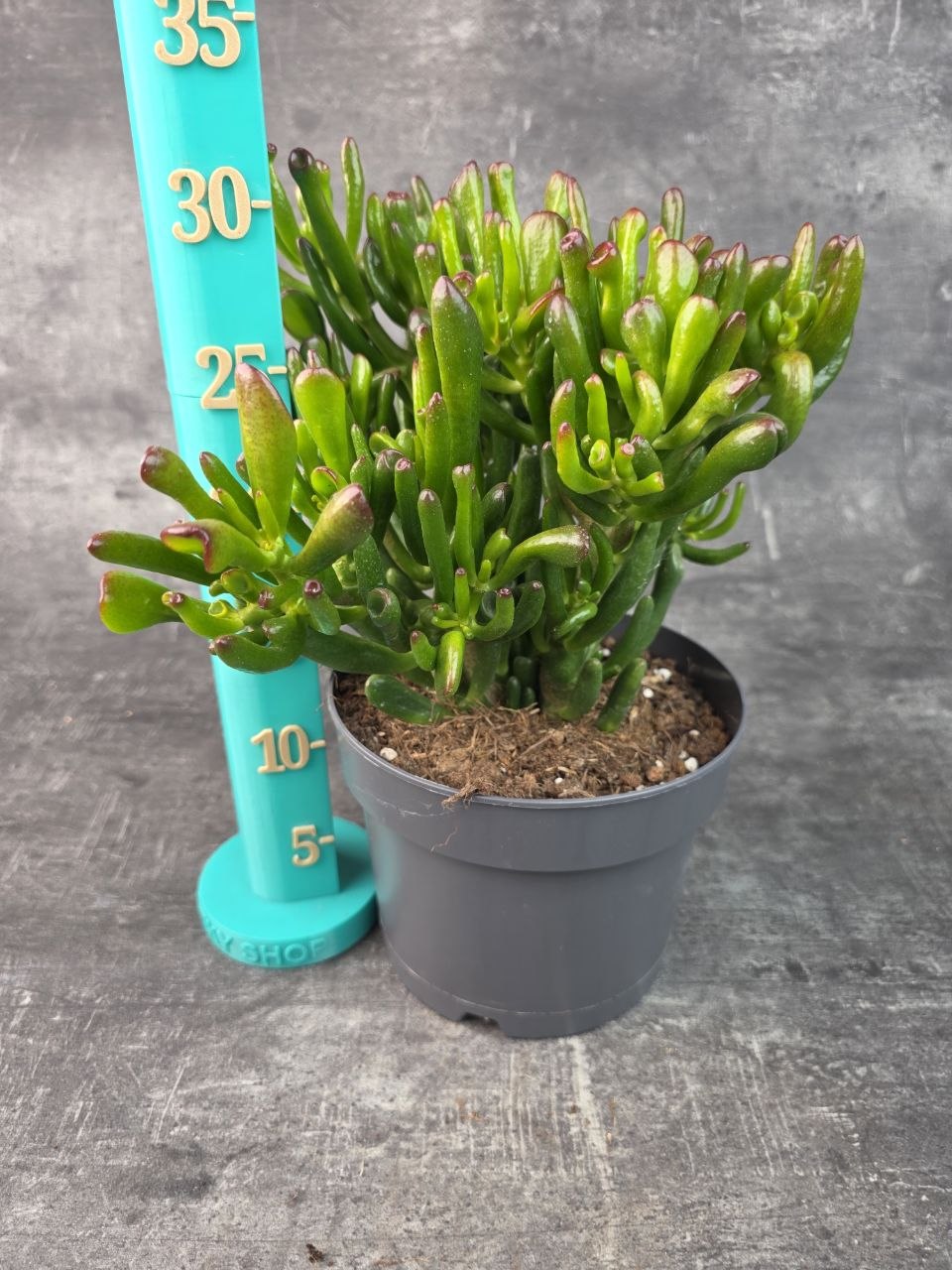 Crassula hobitt bonsai 17 cm