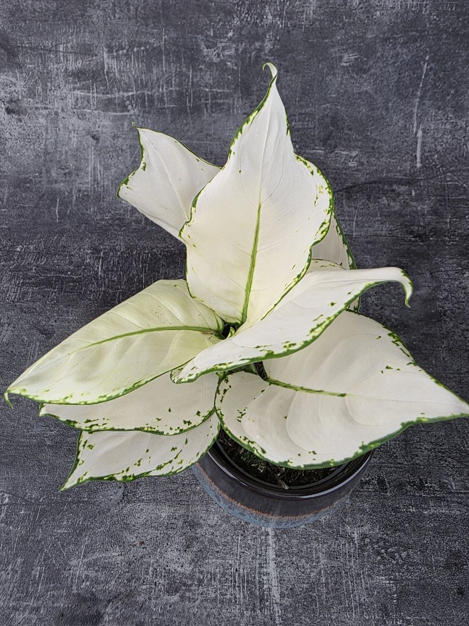 Aglaonema White Joy 12 cm