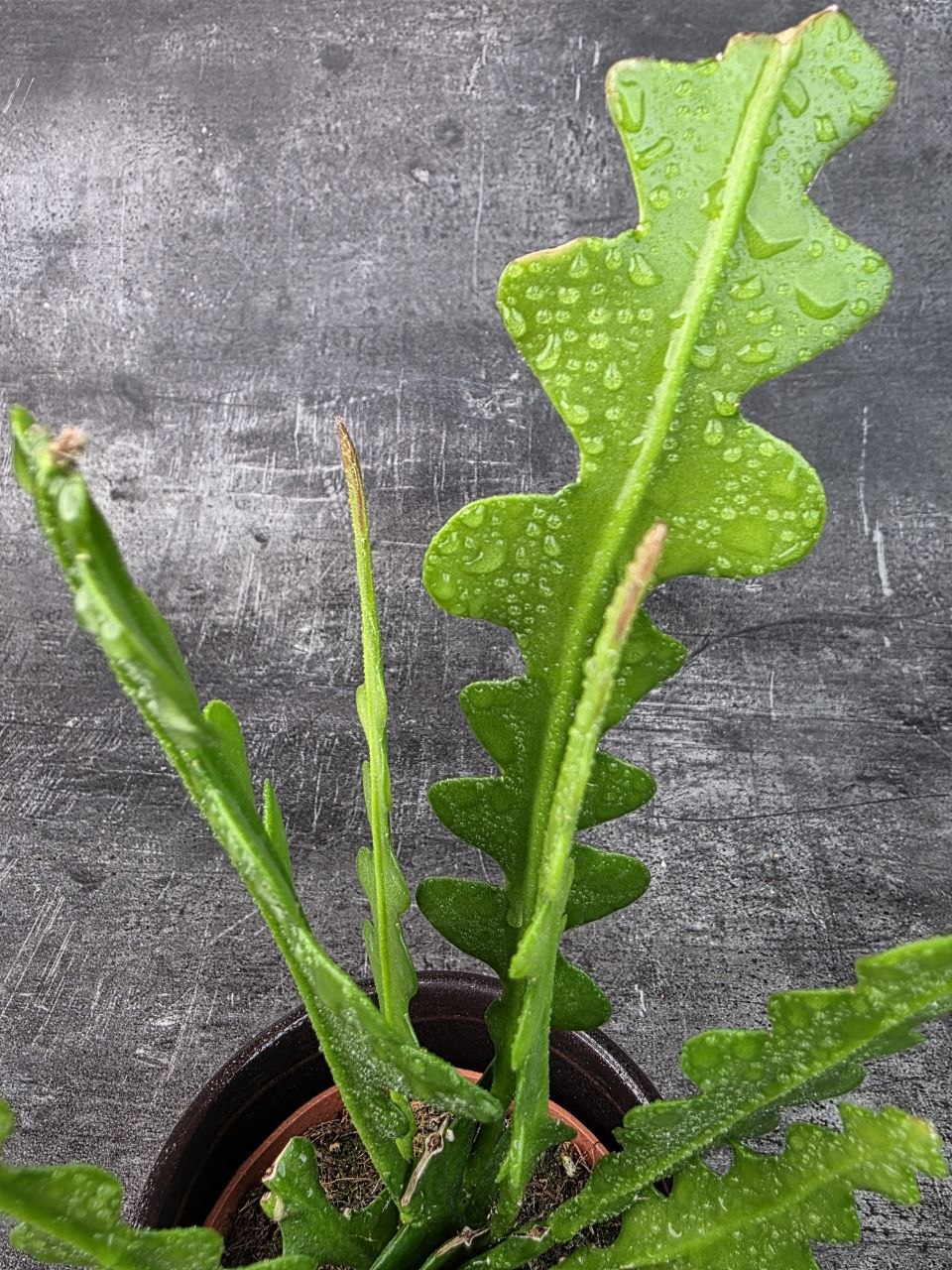 Epiphyllum Anguliger 10,5 cm