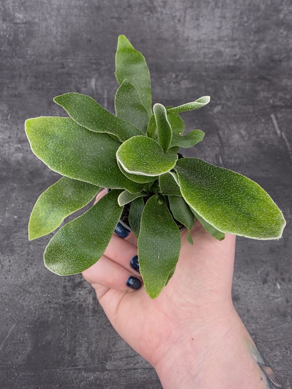 Platycerium Bifurcatum mini