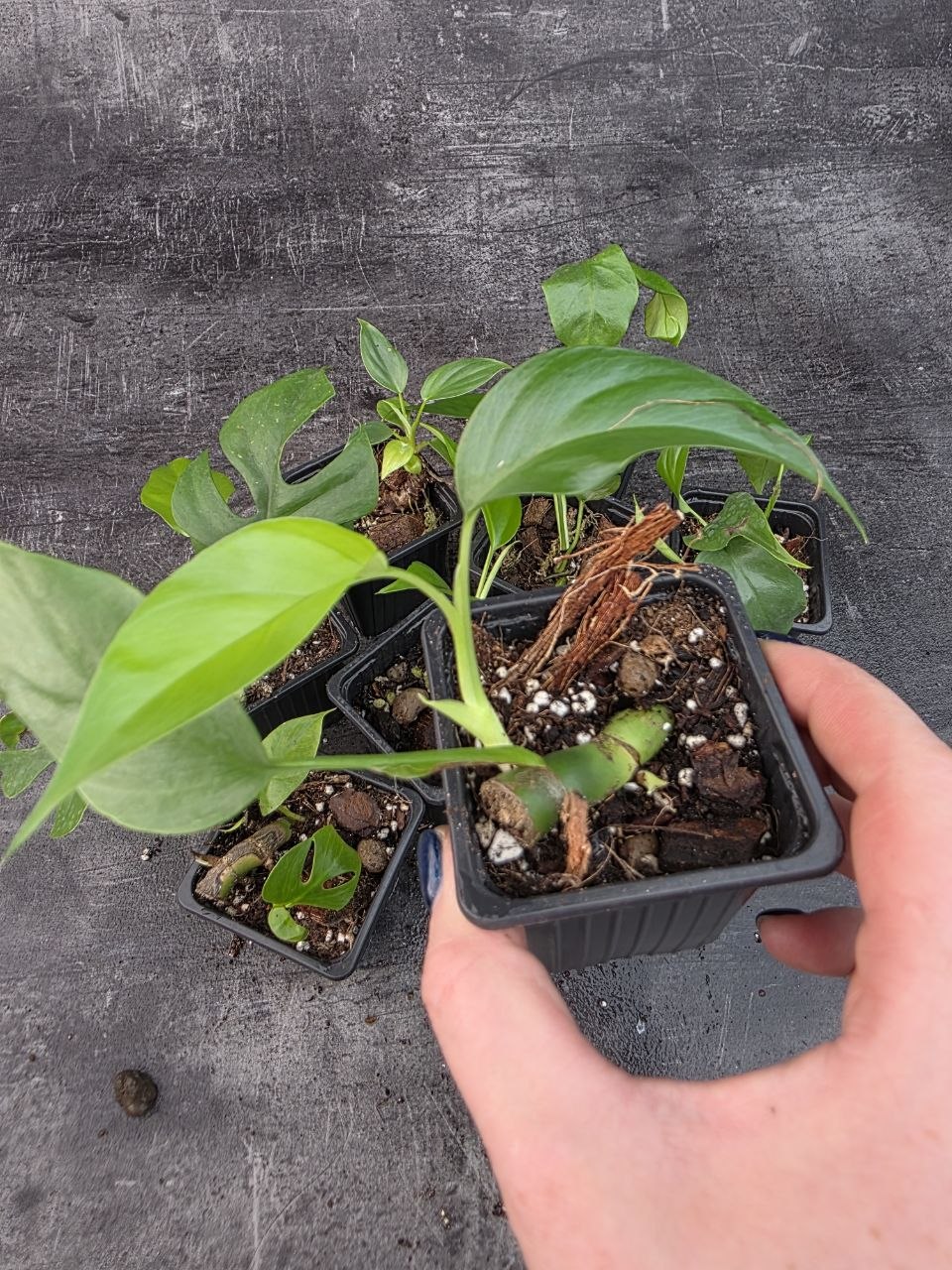 Pěstírna KYTKYshop Rhapidophora Tetrasperma mini