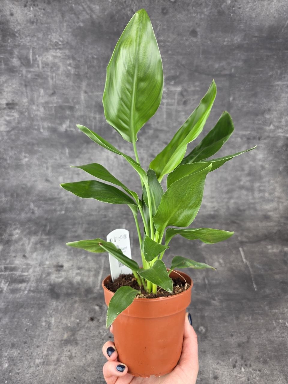 Strelitzia Reginae 