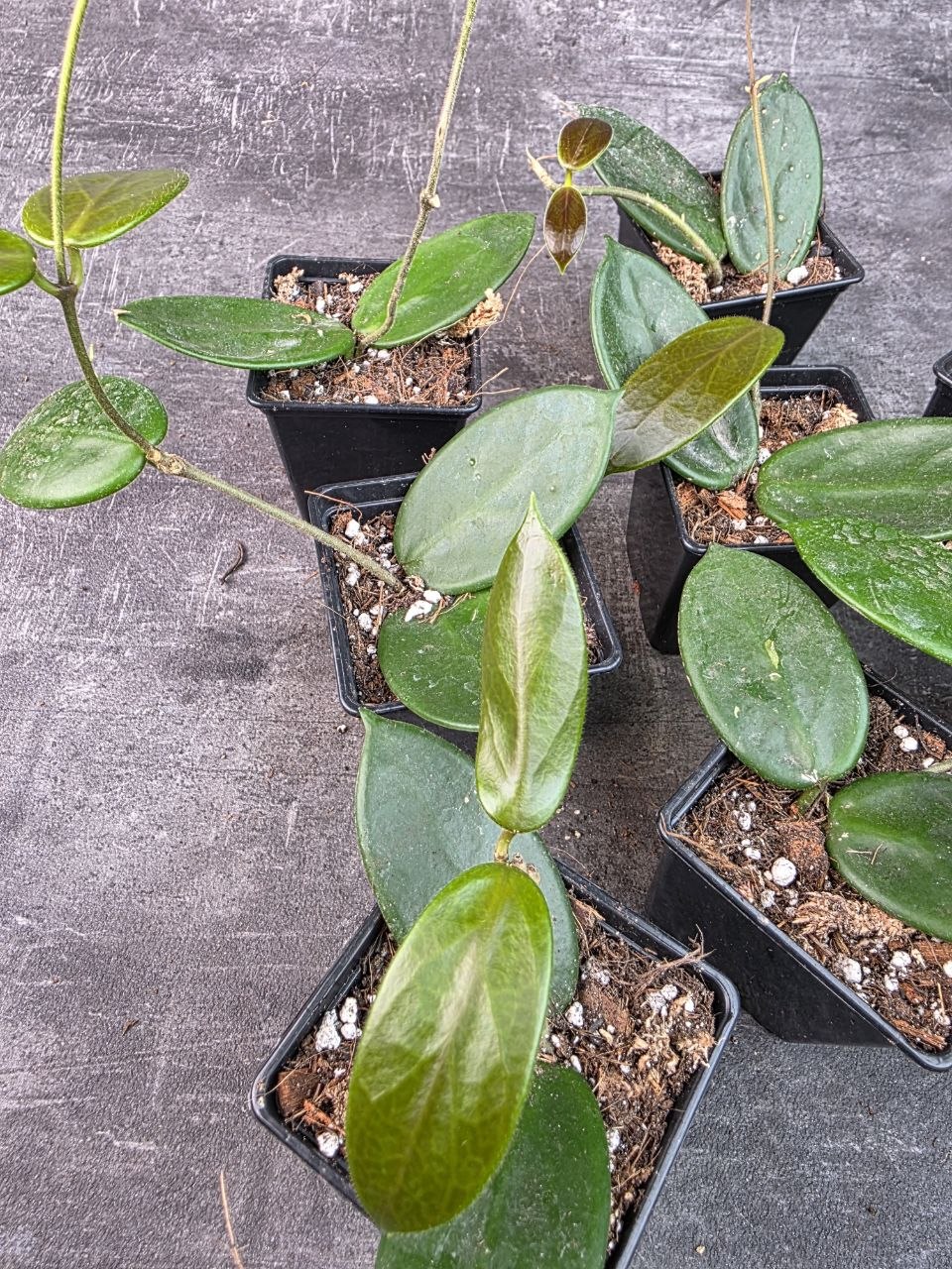 Pěstírna KYTKYshop Hoya Vangviengiensis