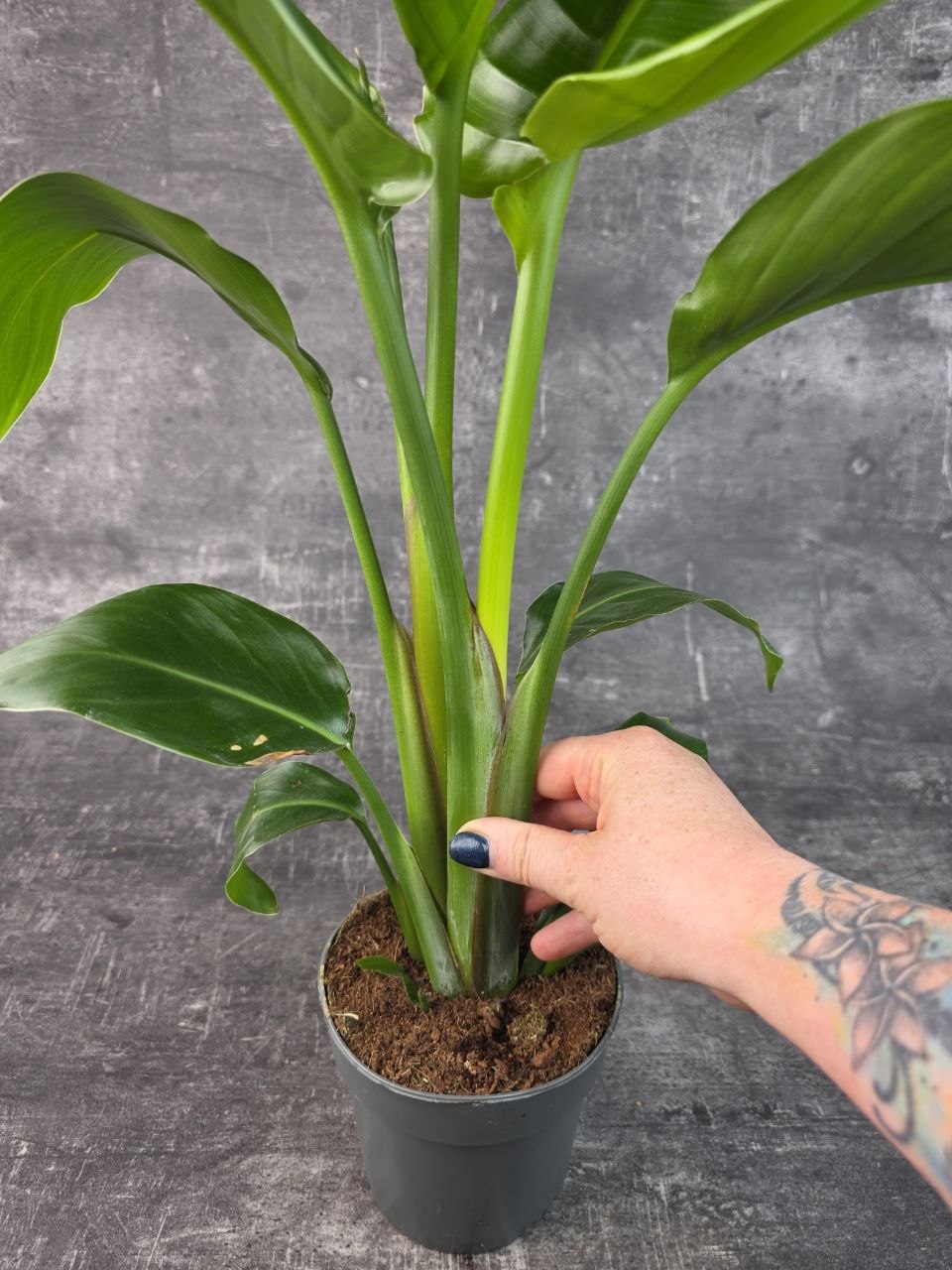 Strelitzia Nicolai 14 cm