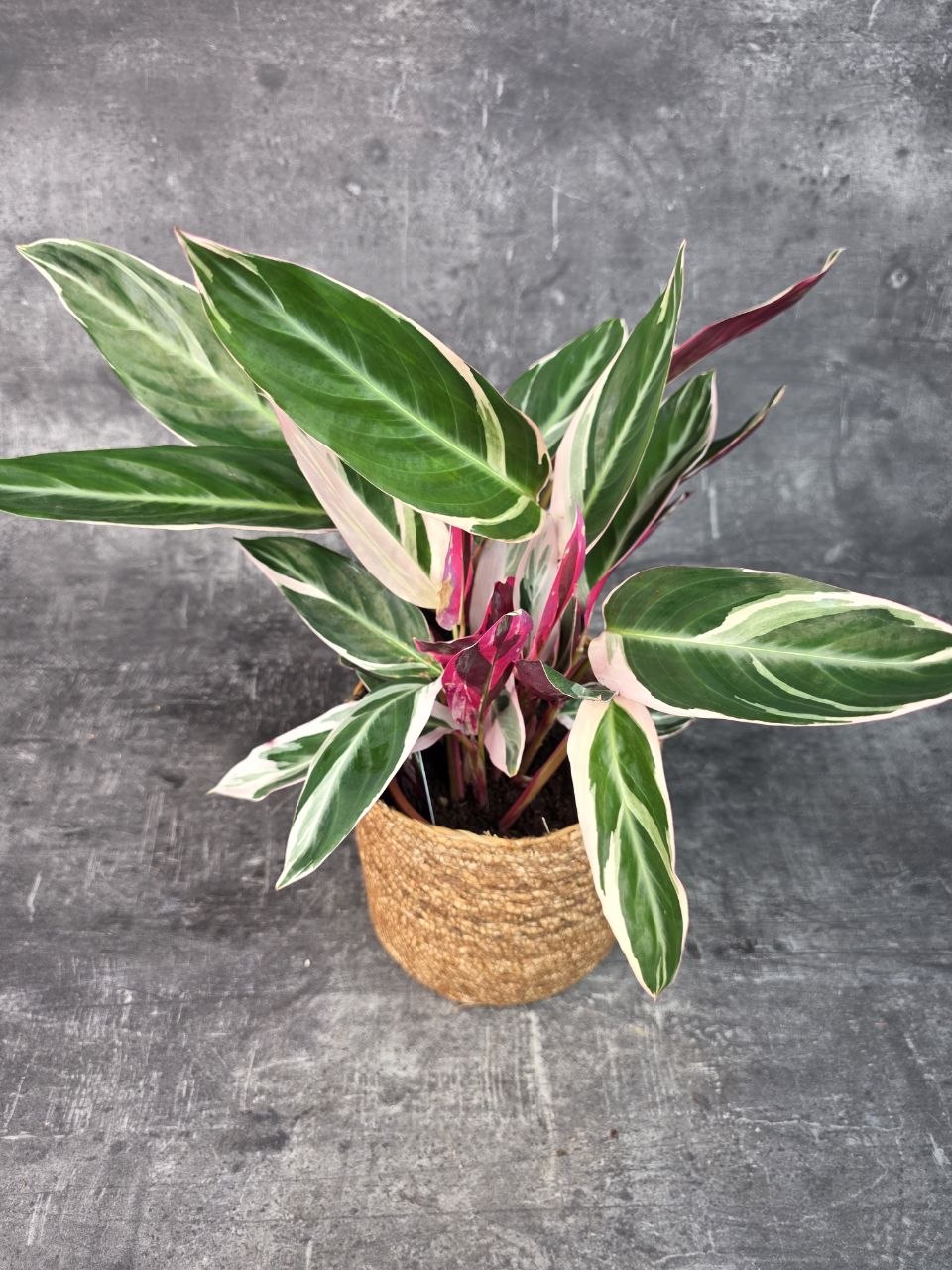 Calathea Triostar 14 cm
