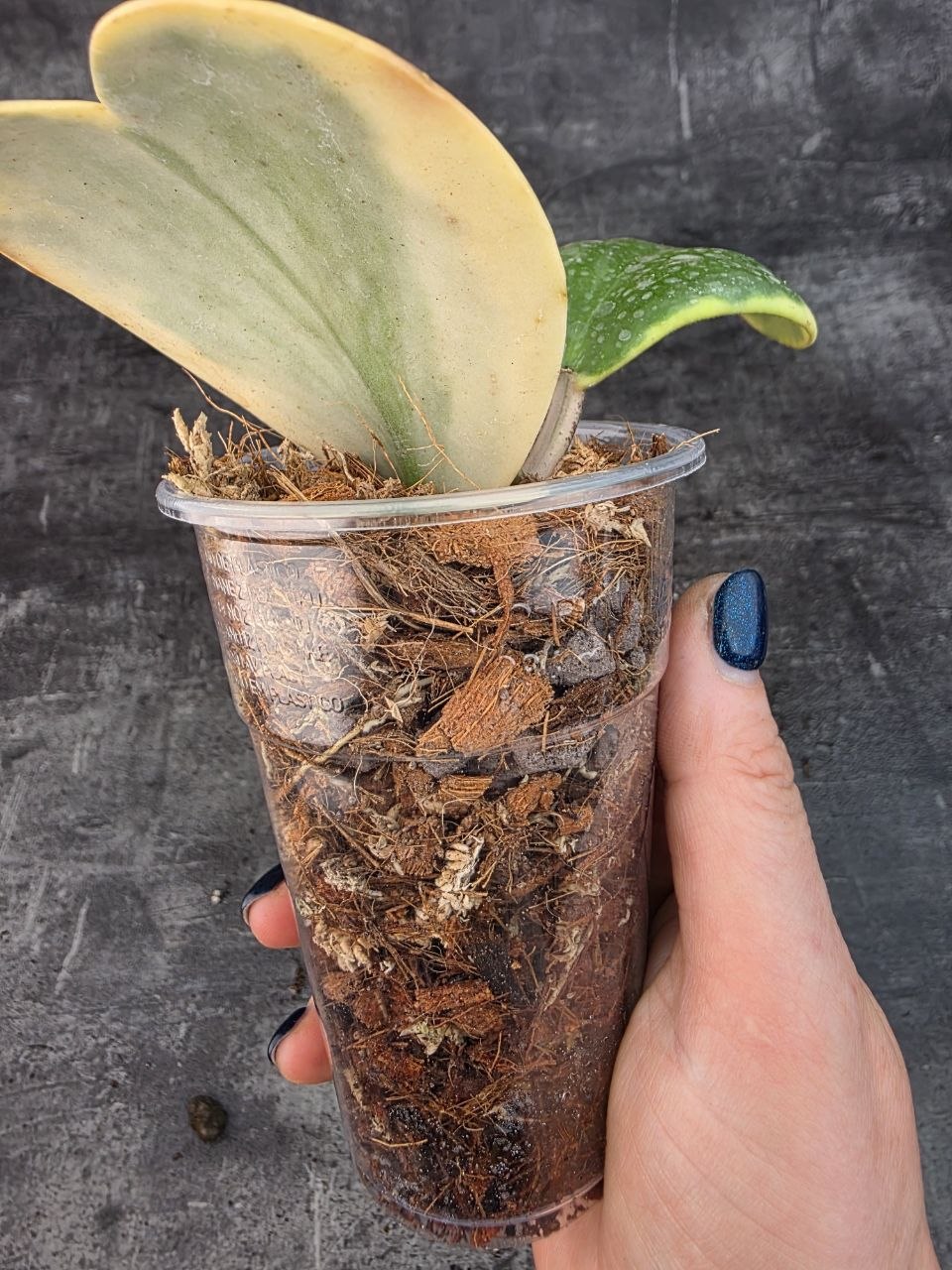 Pěstírna KYTKYshop Hoya Kerrii albomarginata