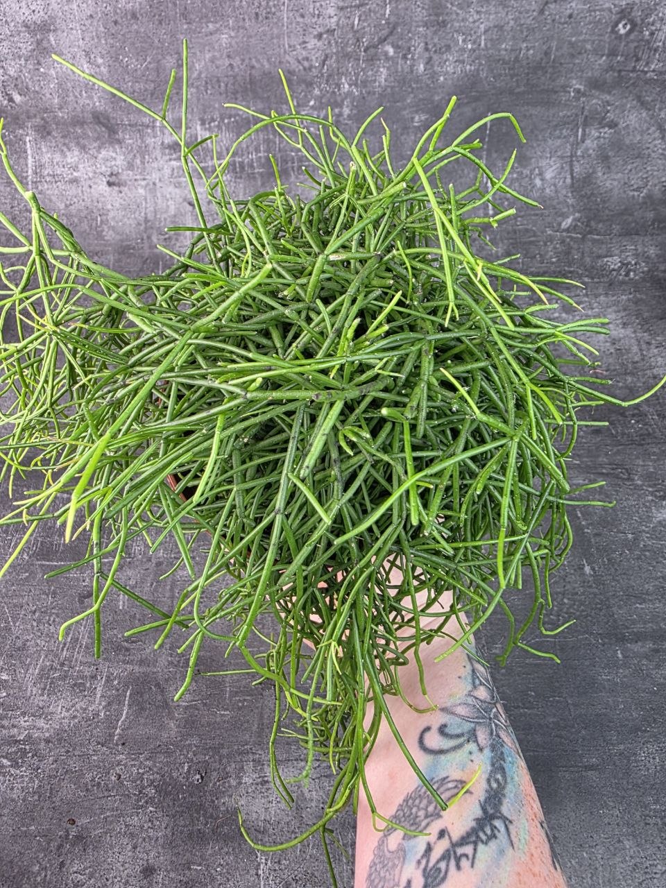Rhipsalis Baciferra Oasis 12 cm
