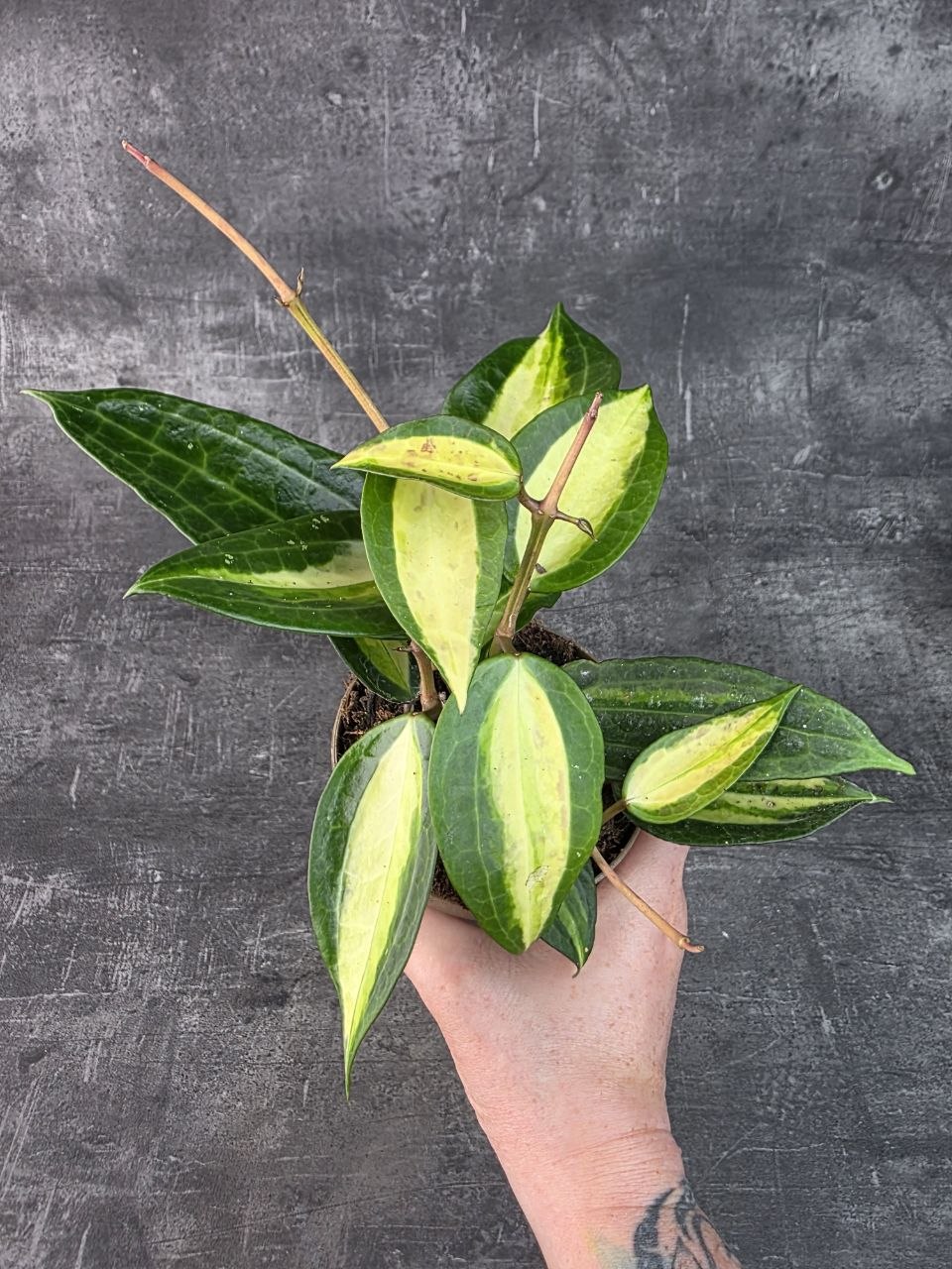 Hoya EasyCare Pot of Gold 11 cm