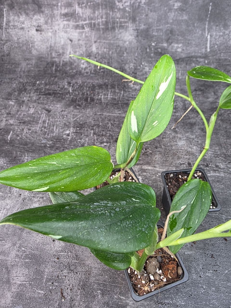 Pěstírna KYTKYshop Philodendron Cobra