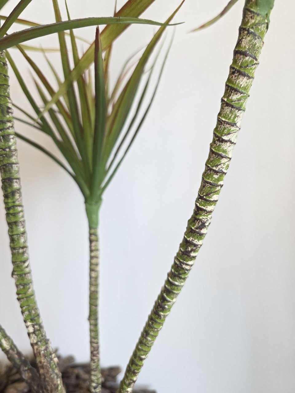 Imitace pokojová rostlina dracaena