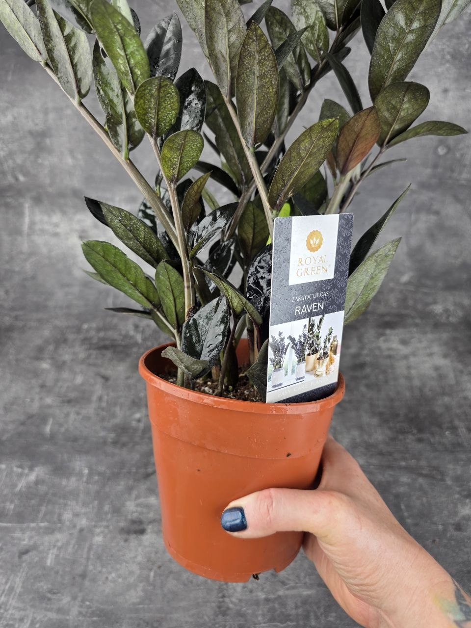 Zamioculcas Raven 14 cm