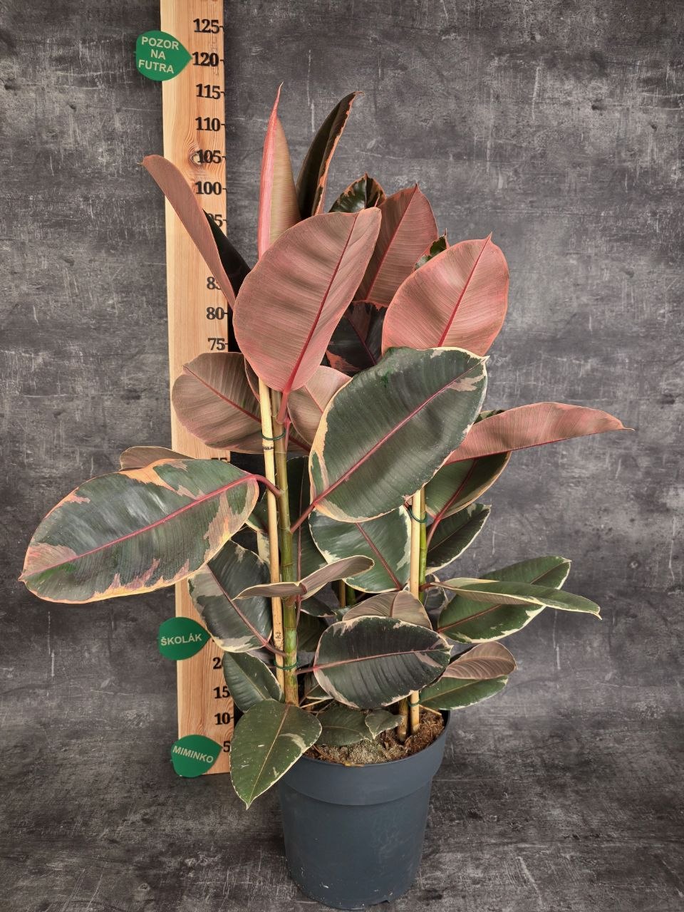 Ficus belize XXL