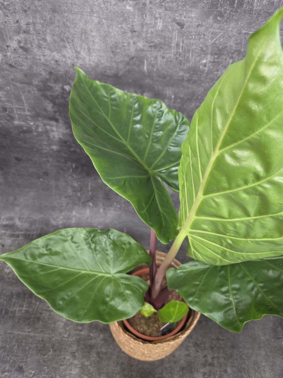 Alocasia Imperial Red 17 cm