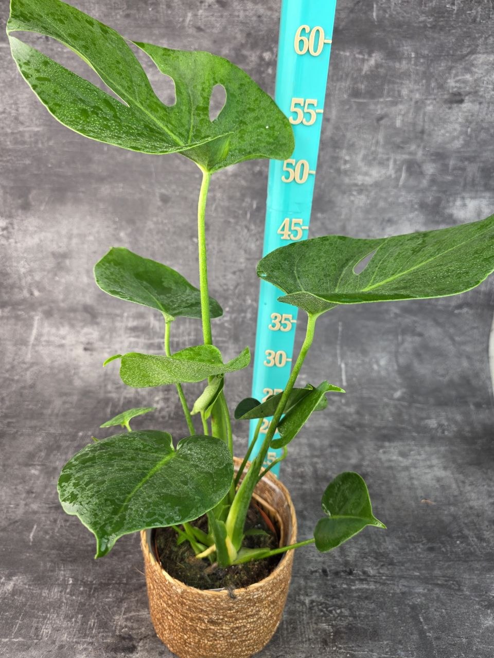 Monstera Deliciosa 14 cm