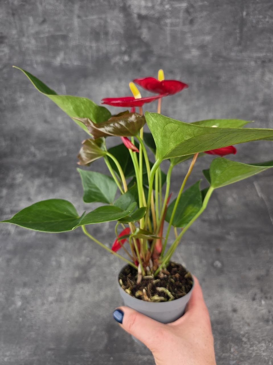 Anthurium Diamond Red červená