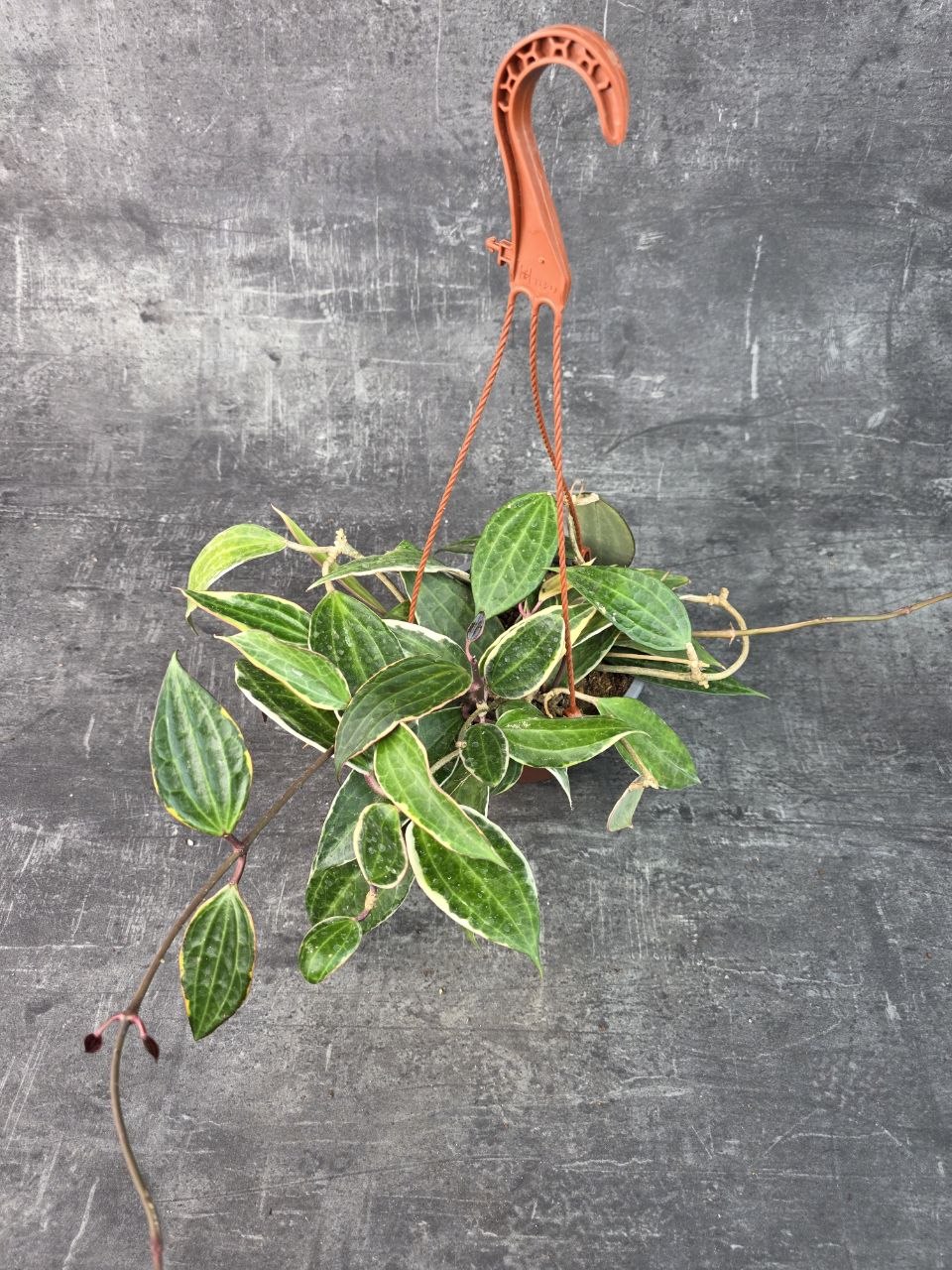 Hoya Albomarginata závěs