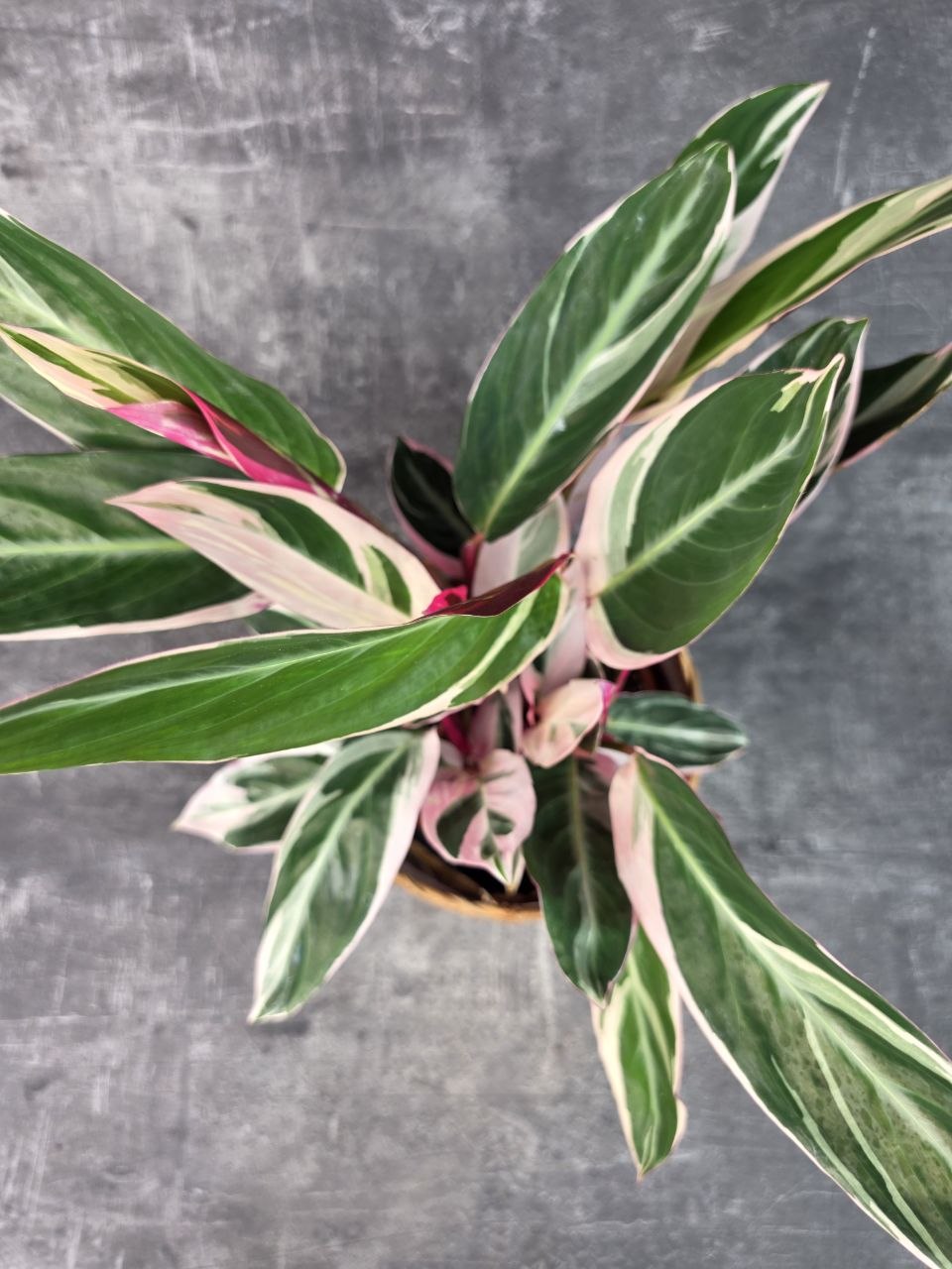 Calathea Triostar 14 cm