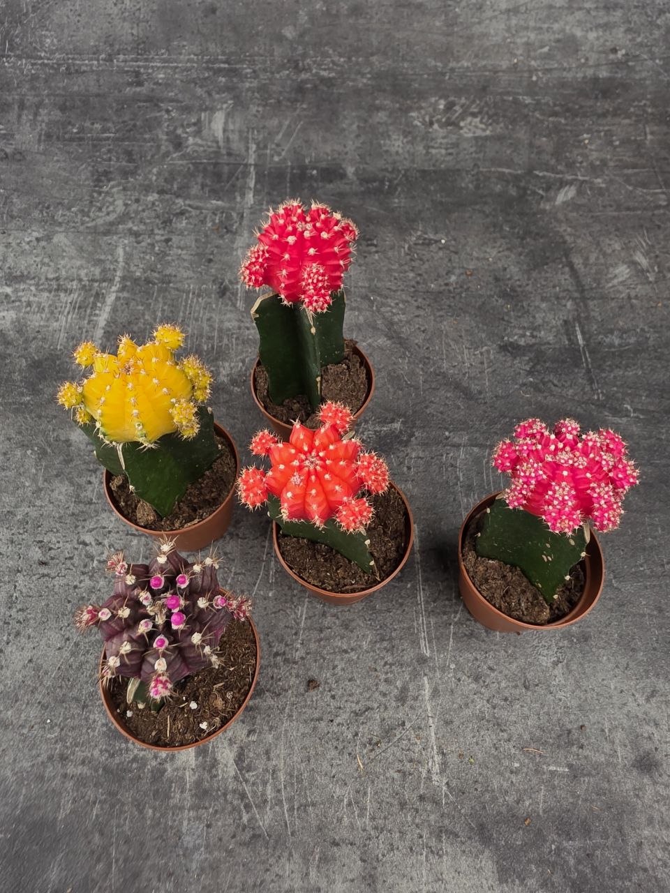 Kaktus Gymnocalycium