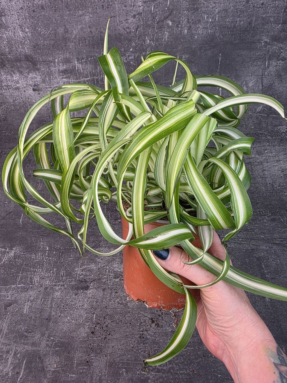 Chlorophytum Bonnie variata kroucené 12 cm