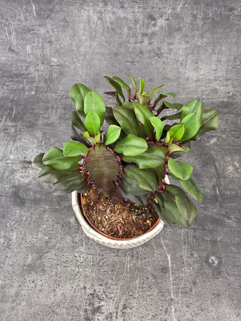 Euphorbia Trig Rubra