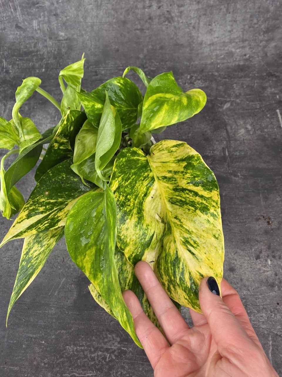 Epipremnum HIcolor