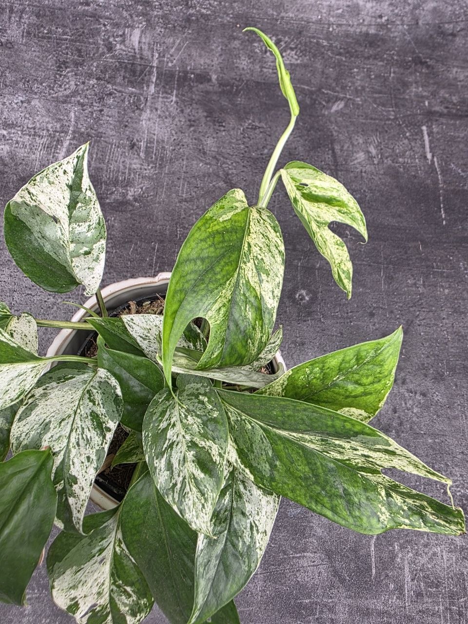 Epipremnum Marble King