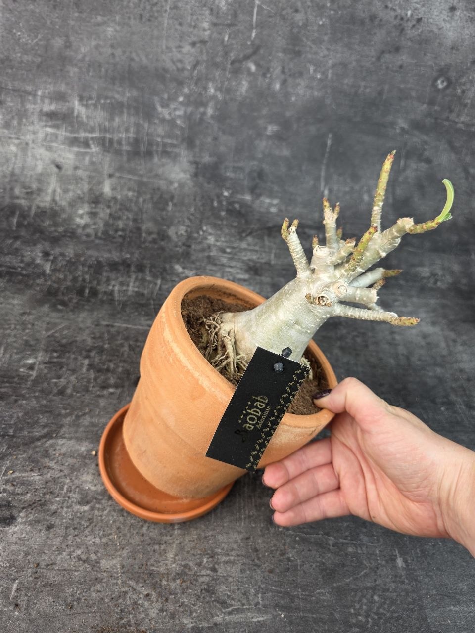 Adenium Ansu v terakotě XXL