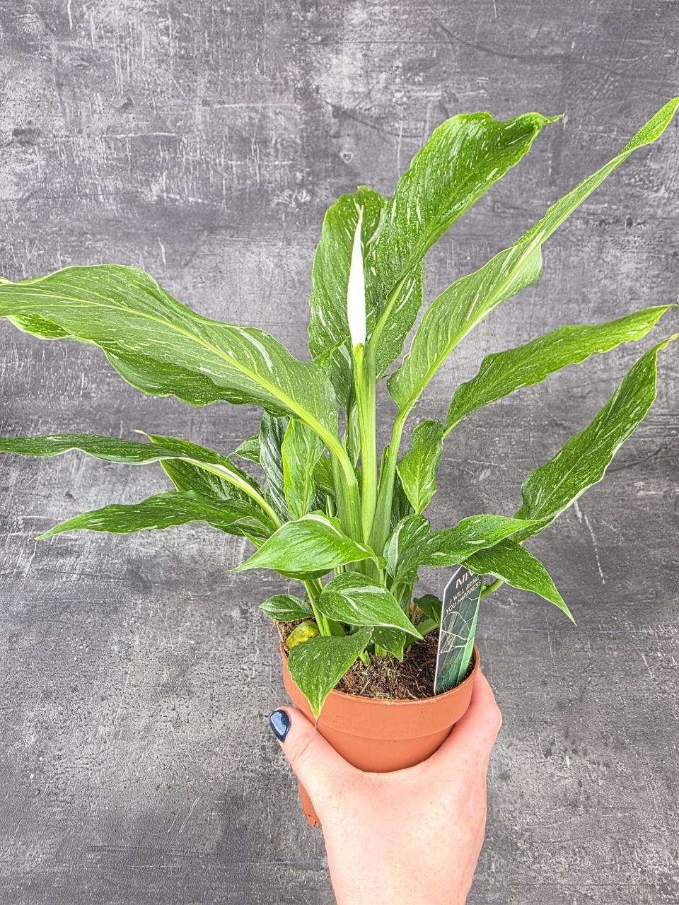 Spathiphyllum Diamond 12 cm