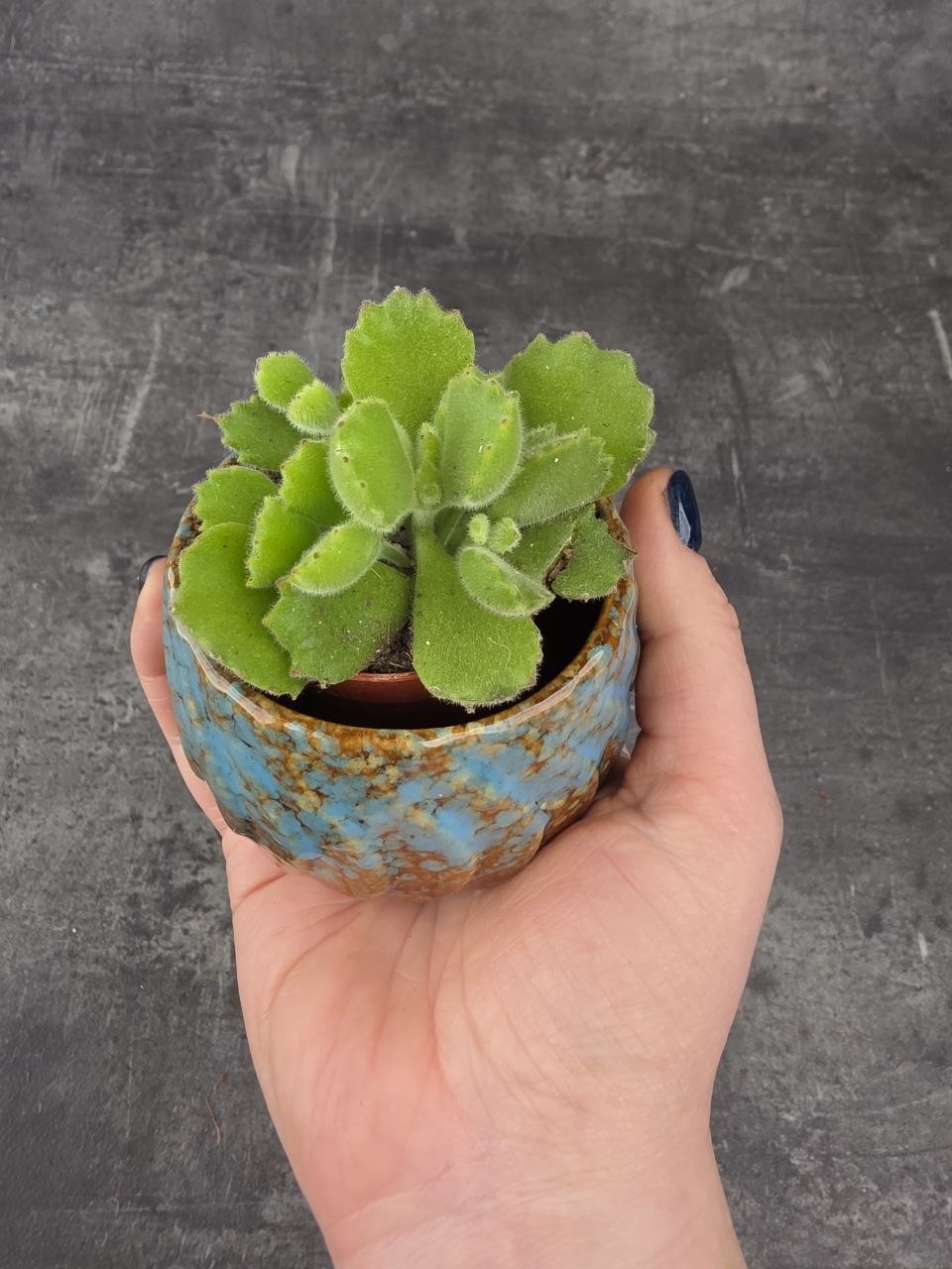 Cotyledon ladysmithiensis mini