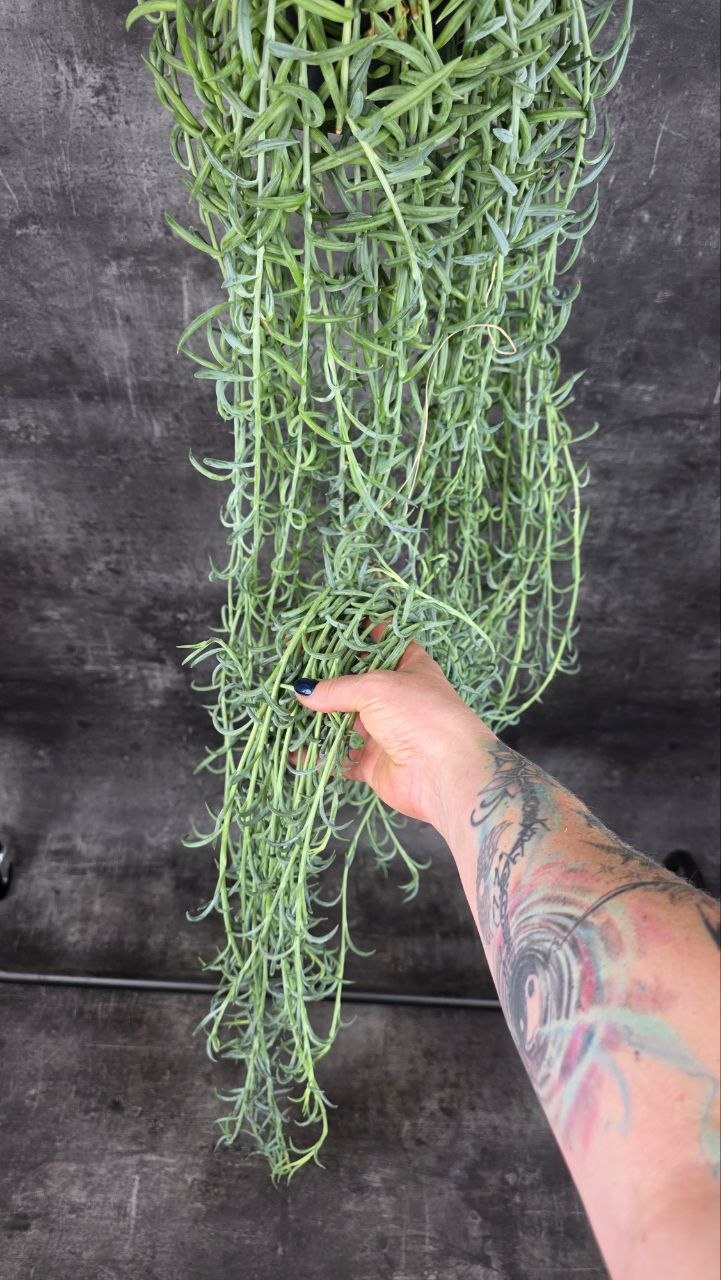 Senecio Radicans závěs  XXL