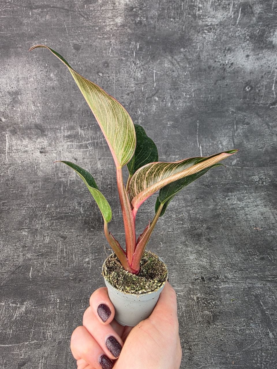 Philodendron Pink Birkini mini