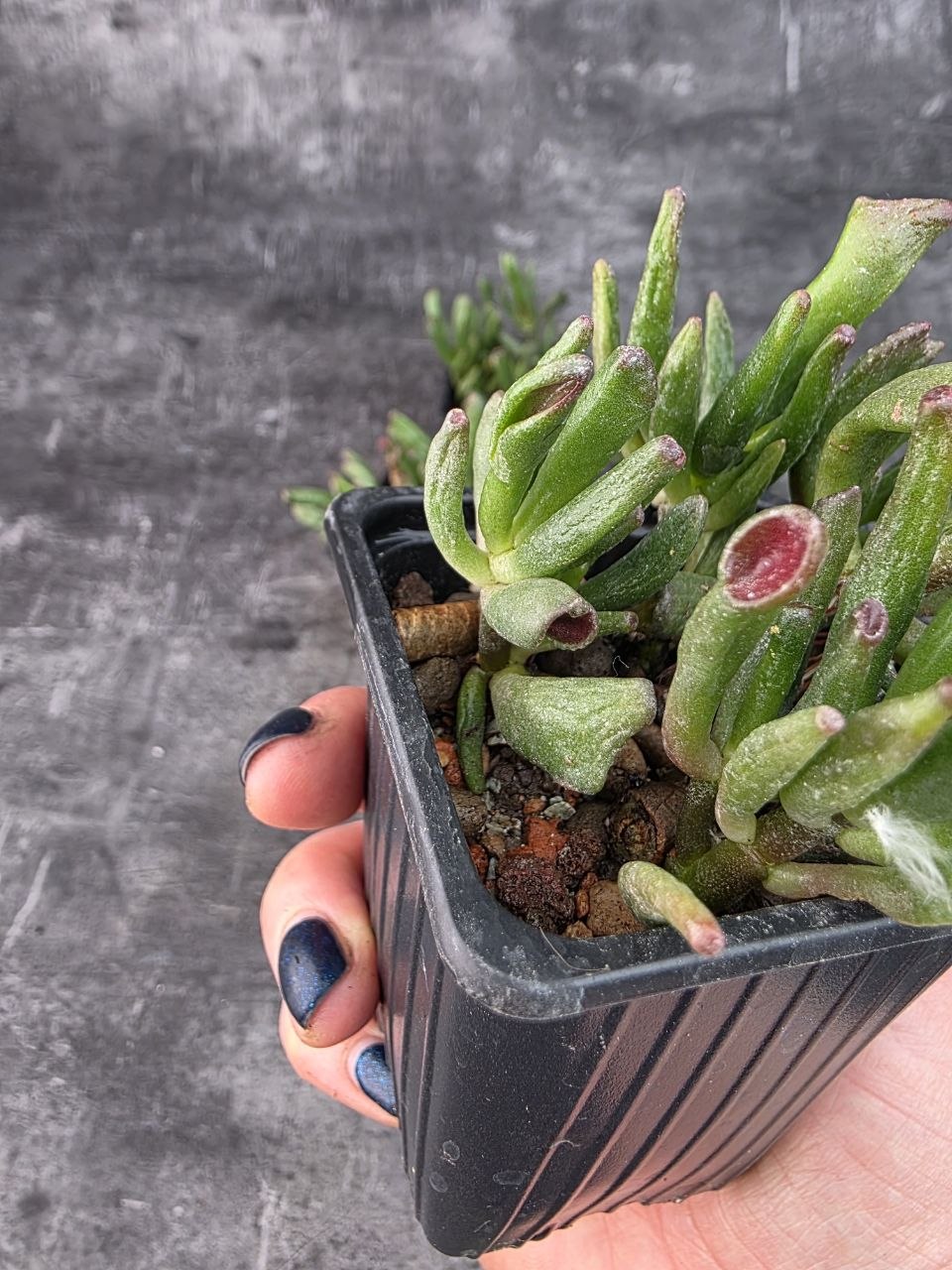 Pěstírna KYTKYshop Crassula Hobit