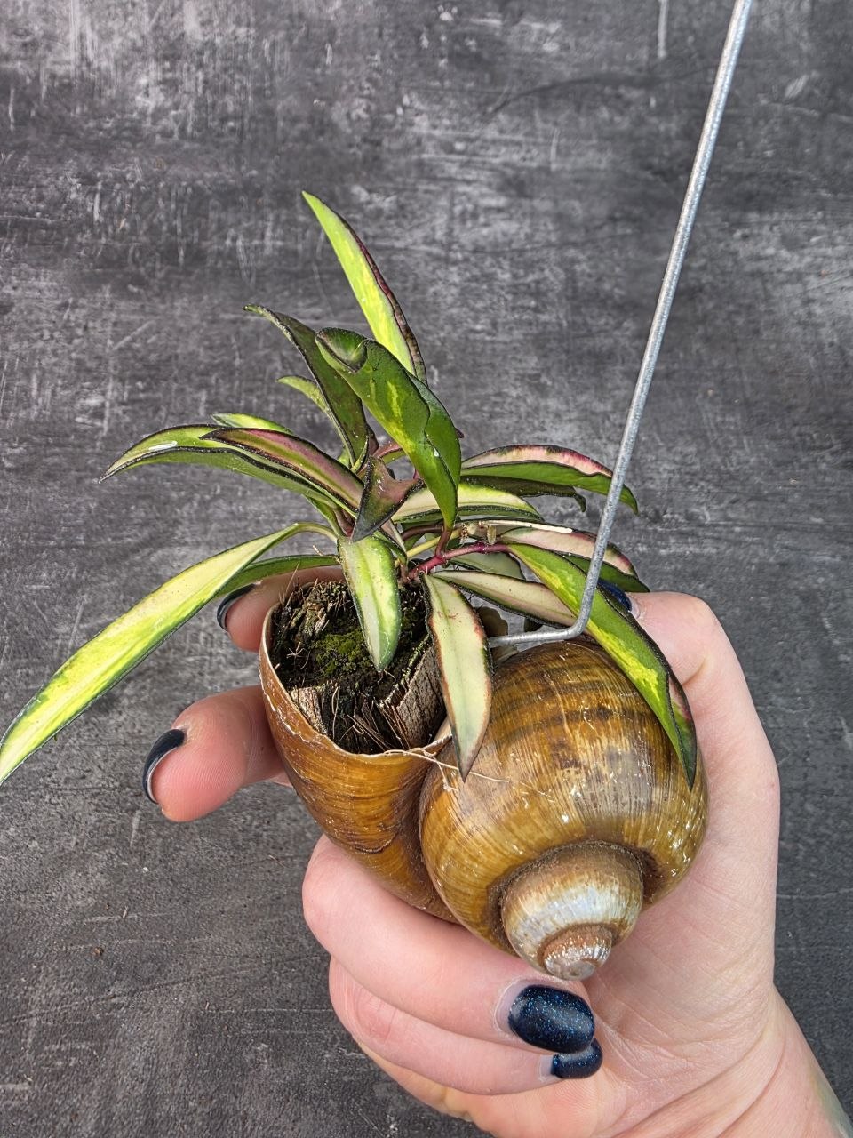 Hoya ve šnečí ulitě Waietti tricolor 2