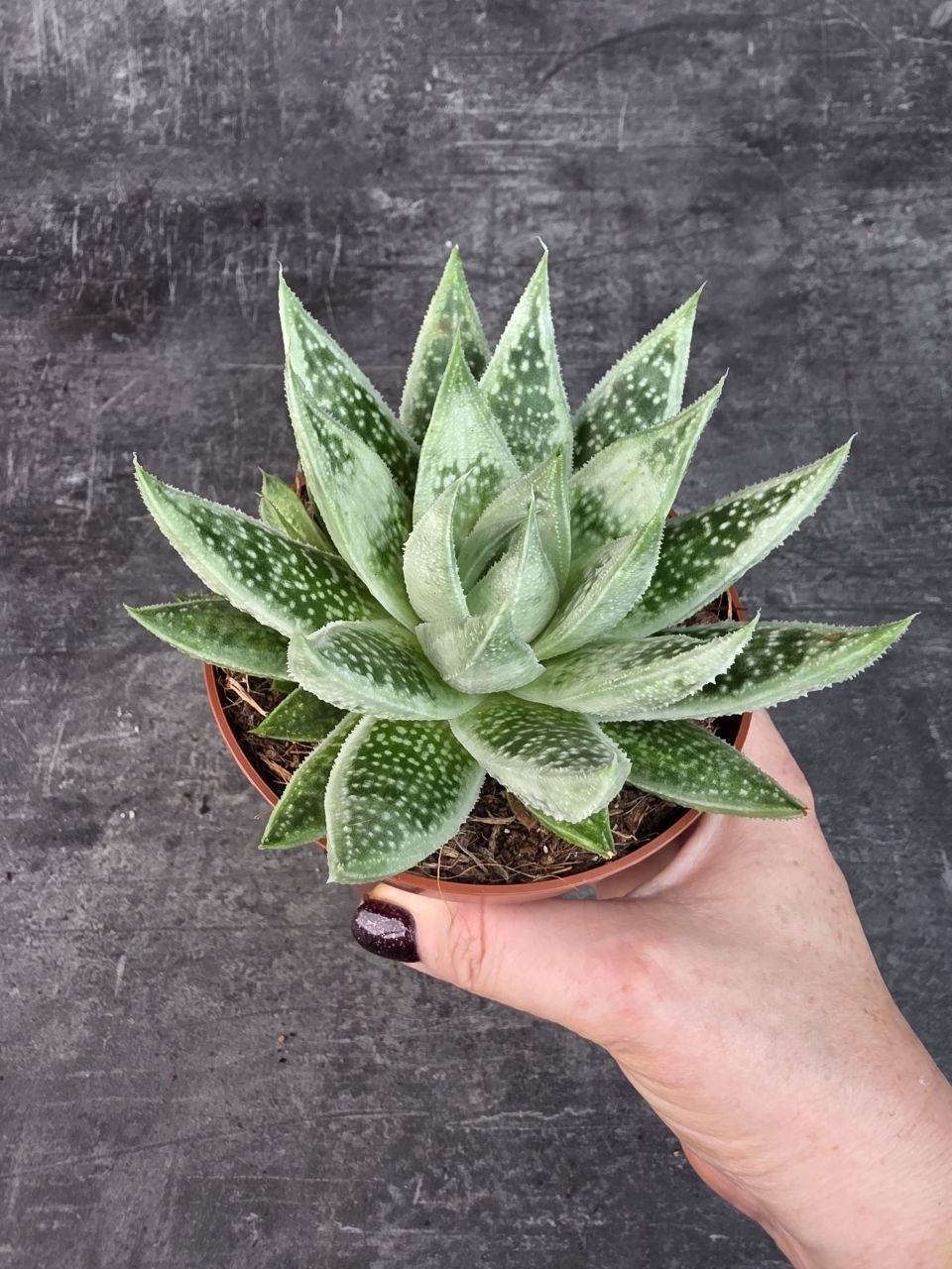 Gasteraloe Snow Rock 12 cm