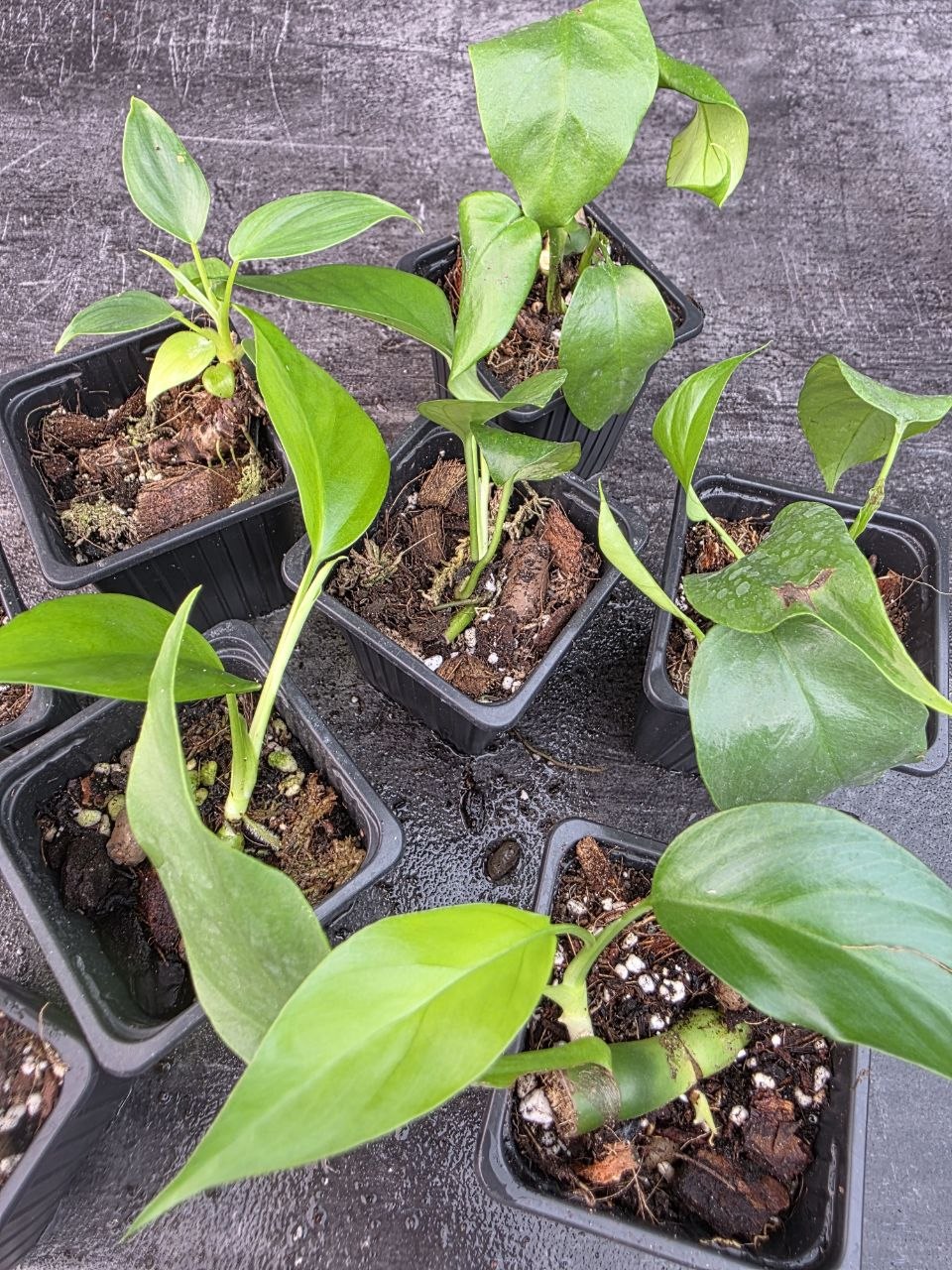 Pěstírna KYTKYshop Rhapidophora Tetrasperma mini